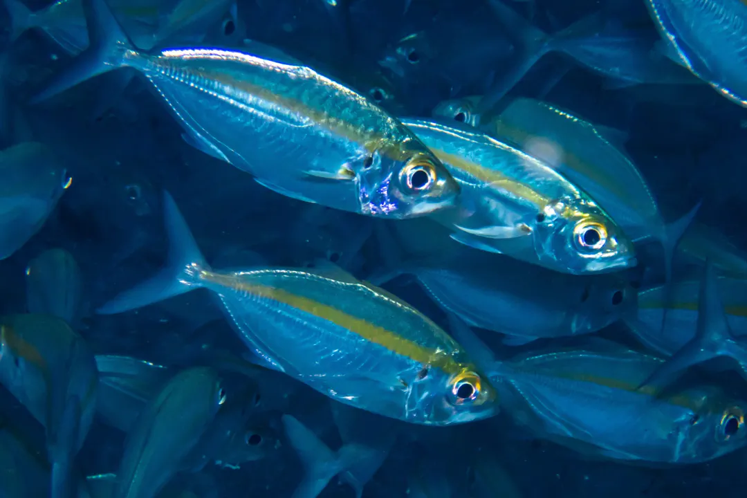 Oxeye Scad (Selar boops)