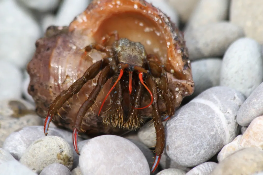 St. Piran's Crab