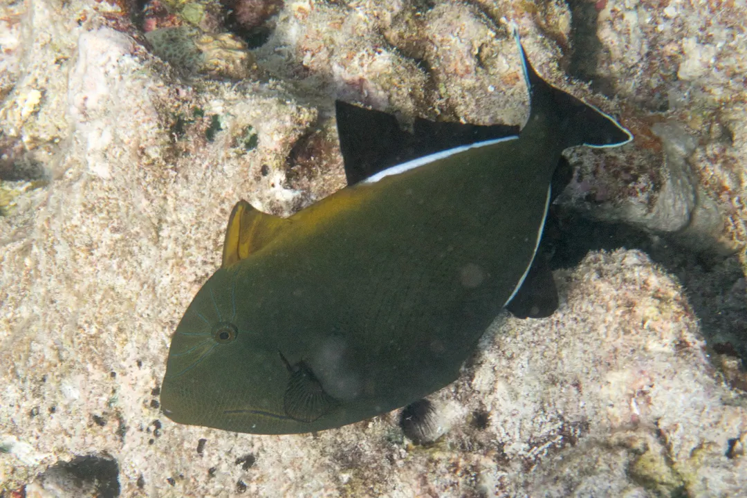 Indian Triggerfish (light) (Melichthys indicus)
