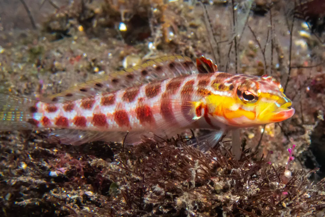 Redspotted Sandperch