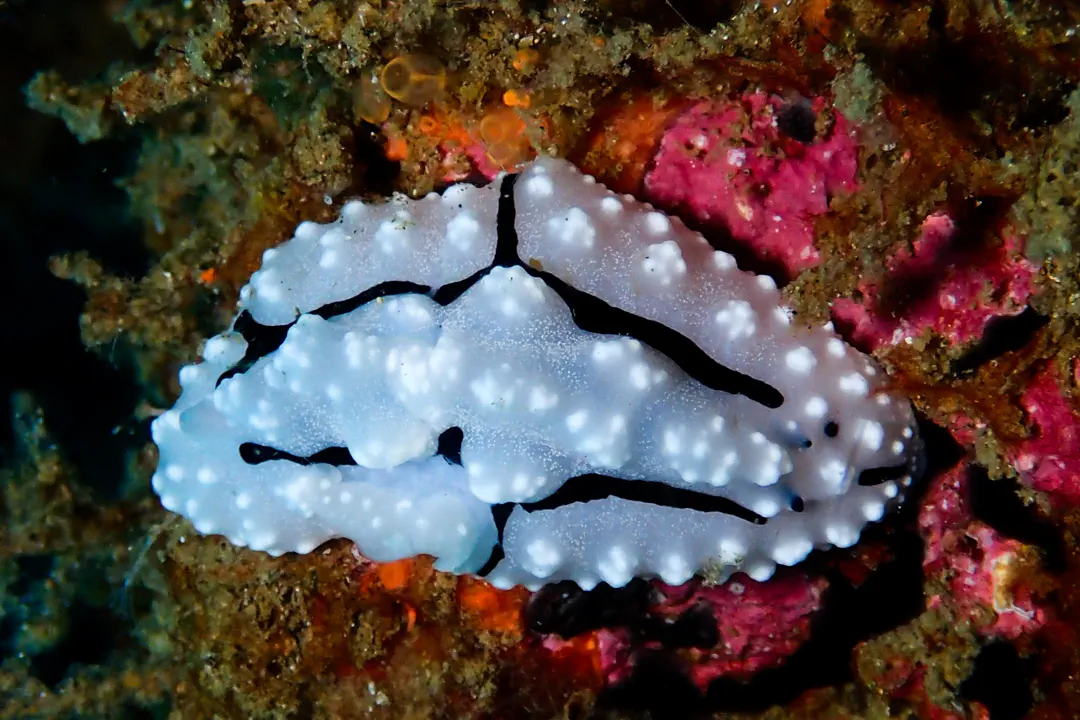 Pipek's Pyhillidopsis (Phyllidiopsis pipeki)