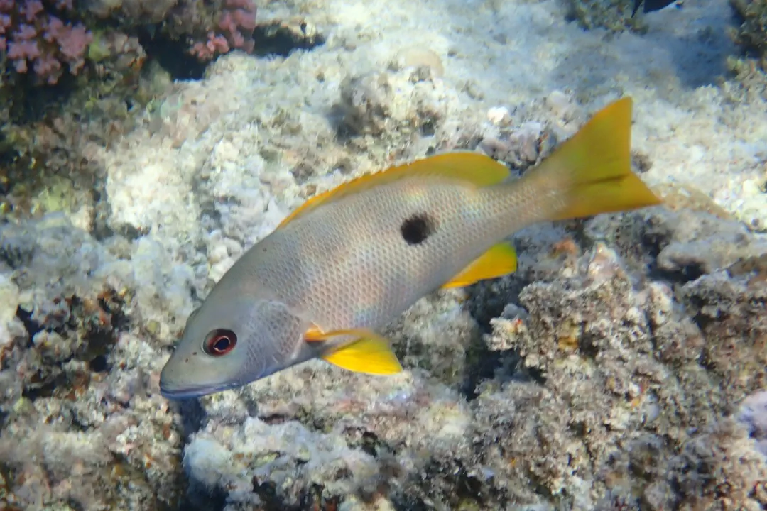 Onespot Snapper (Lutjanus monostigma)