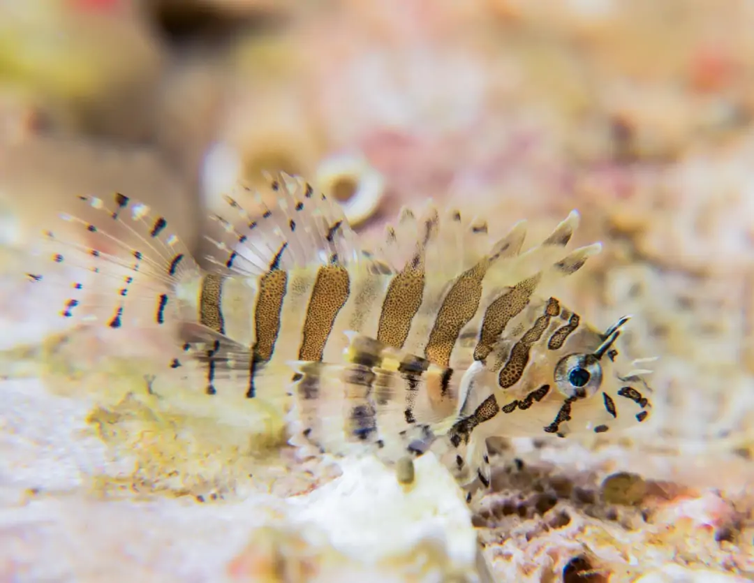 Seabook: Dwarf Lionfish (juvenile)