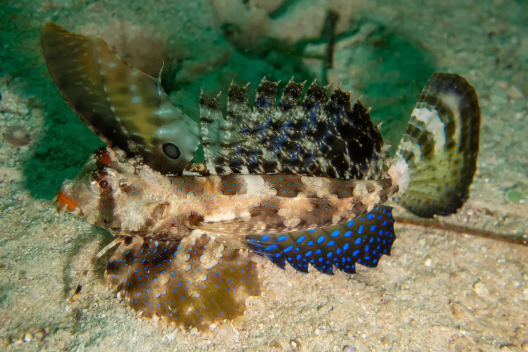 Kuiter's Dragonet