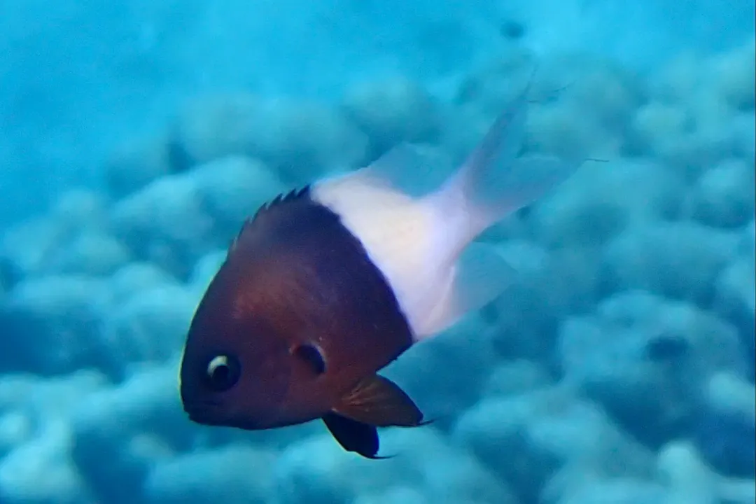 Indian Half-and-half Chromis (Chromis dimidiata)