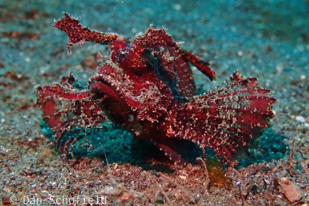 Ambon Scorpionfish