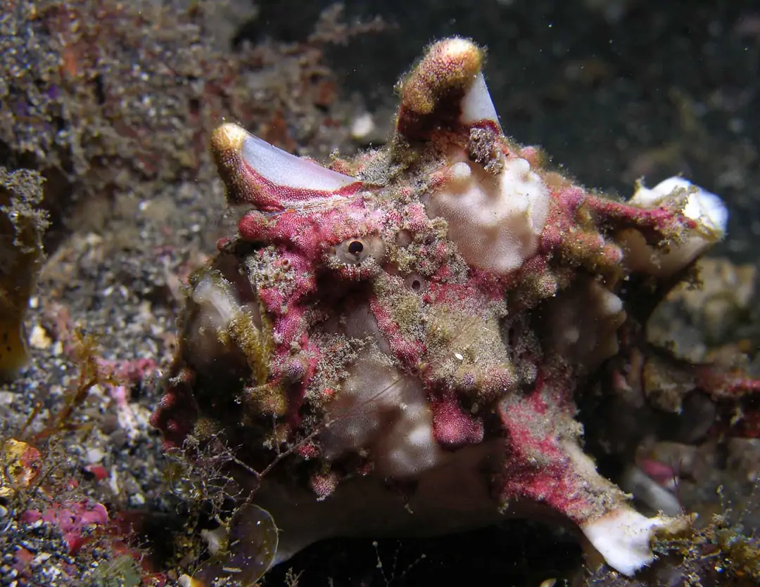 Seabook: Warty Frogfish (pink)