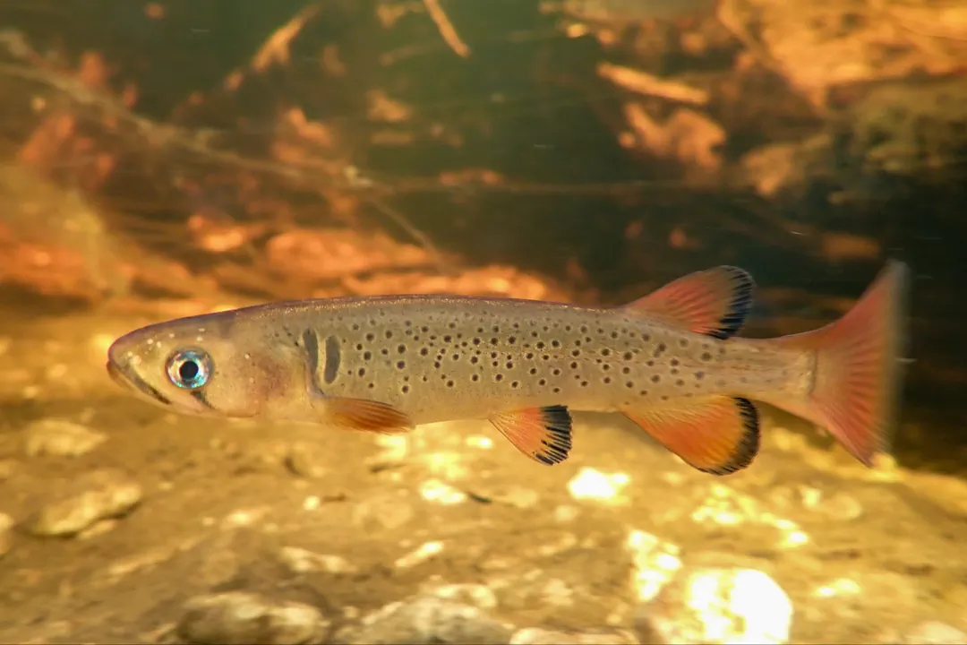 Trout Galaxias (Galaxias truttaceus)