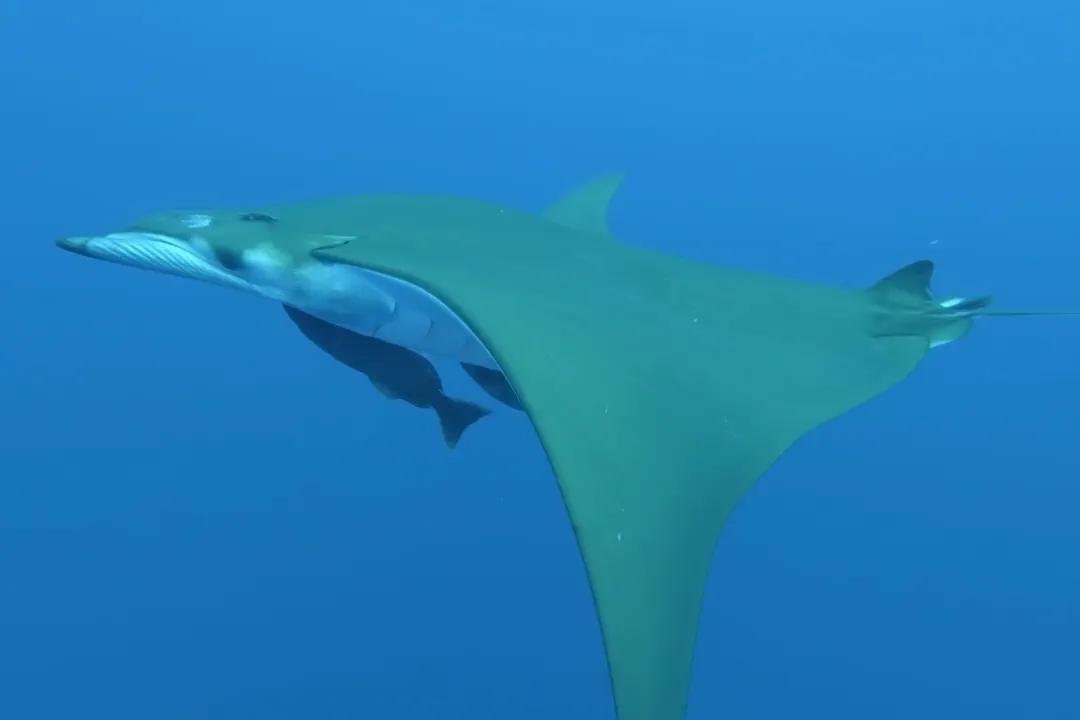 Chilean Devil Ray