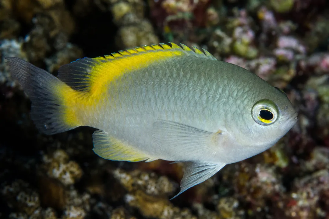 Scaly Damsel (Pomacentrus lepidogenys)