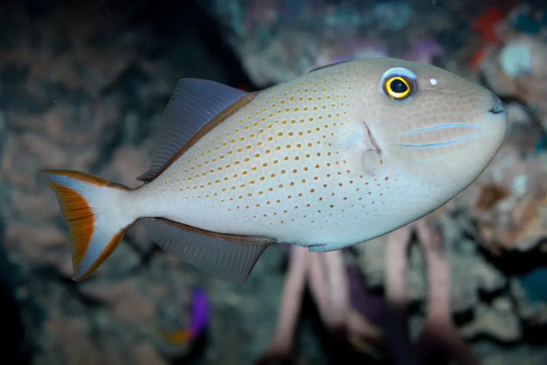 Sargassum Triggerfish (Xanthichthys ringens)
