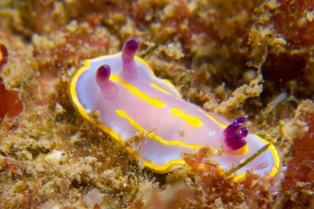 Krohn's Dorid (Felimida krohni)