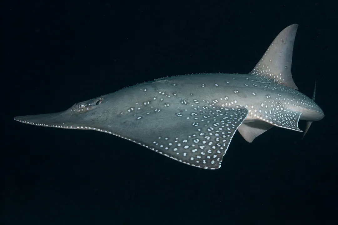 Whitespotted Wedgefish