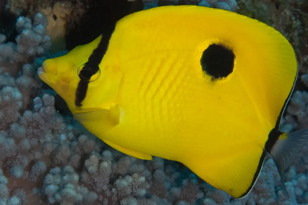 Indian Teardrop Butterflyfish (Chaetodon interruptus)