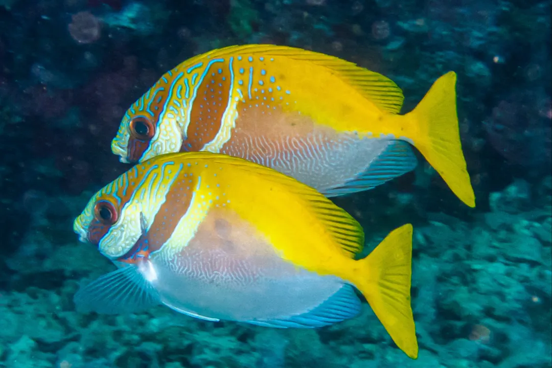 Doublebar Rabbitfish