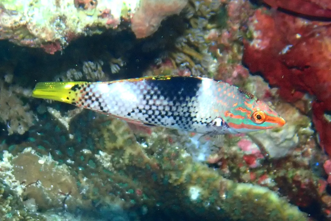 Checkerboard Wrasse (juvenile) (Halichoeres hortulanus)