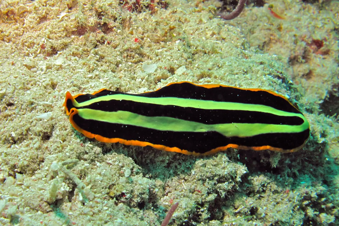 Tiger Flatworm (Pseudoceros dimidiatus)