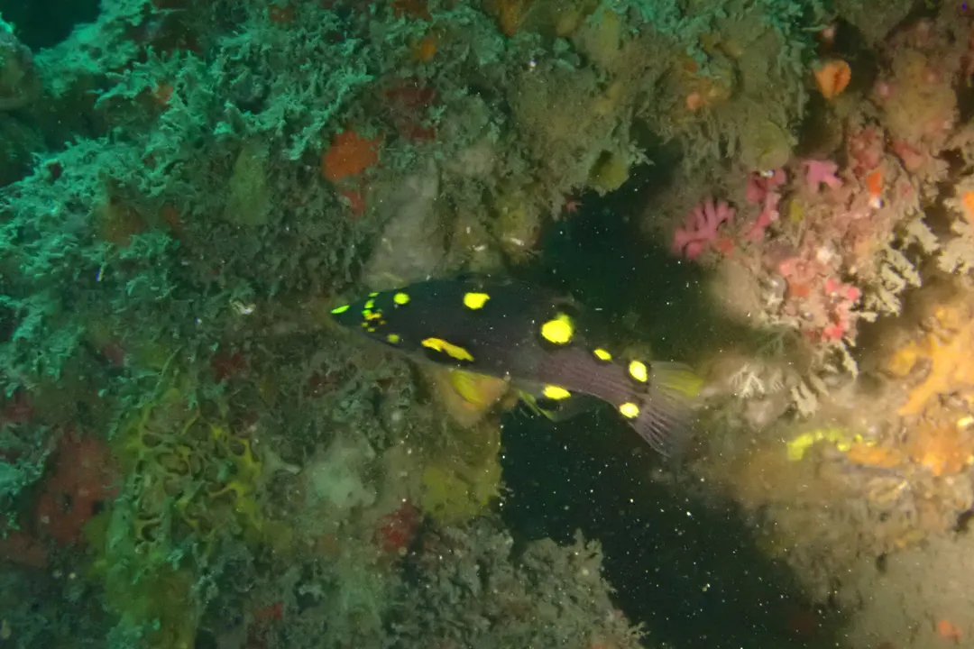 Blackbelt Hogfish (juvenile)