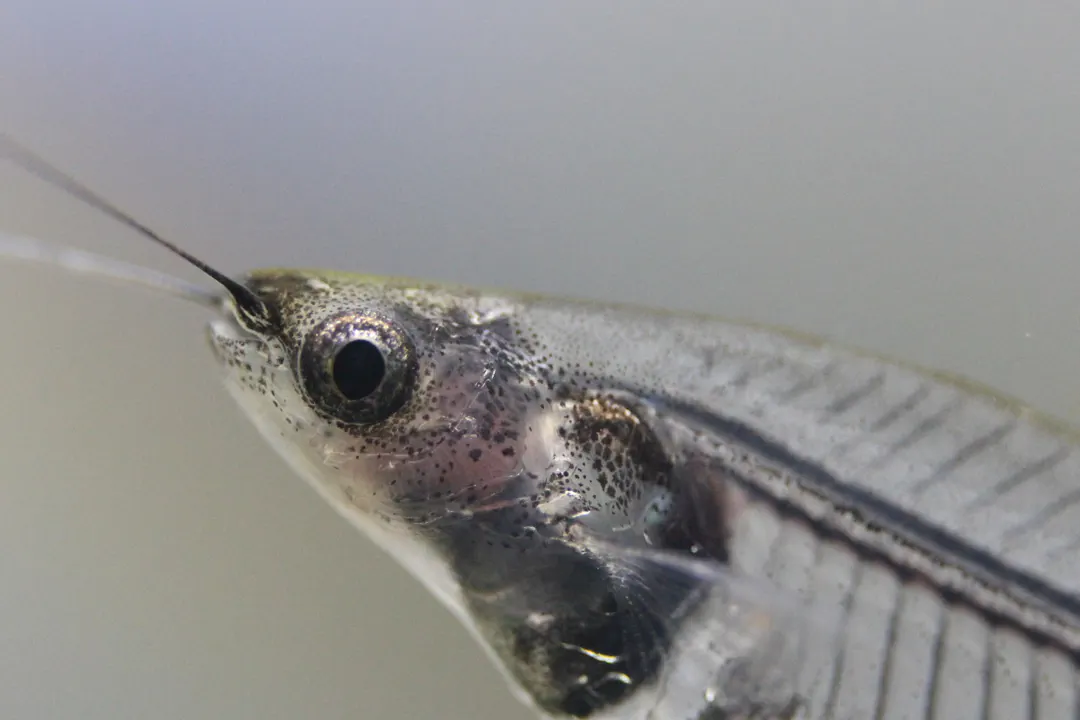 Glass Catfish (Kryptopterus vitreolus)
