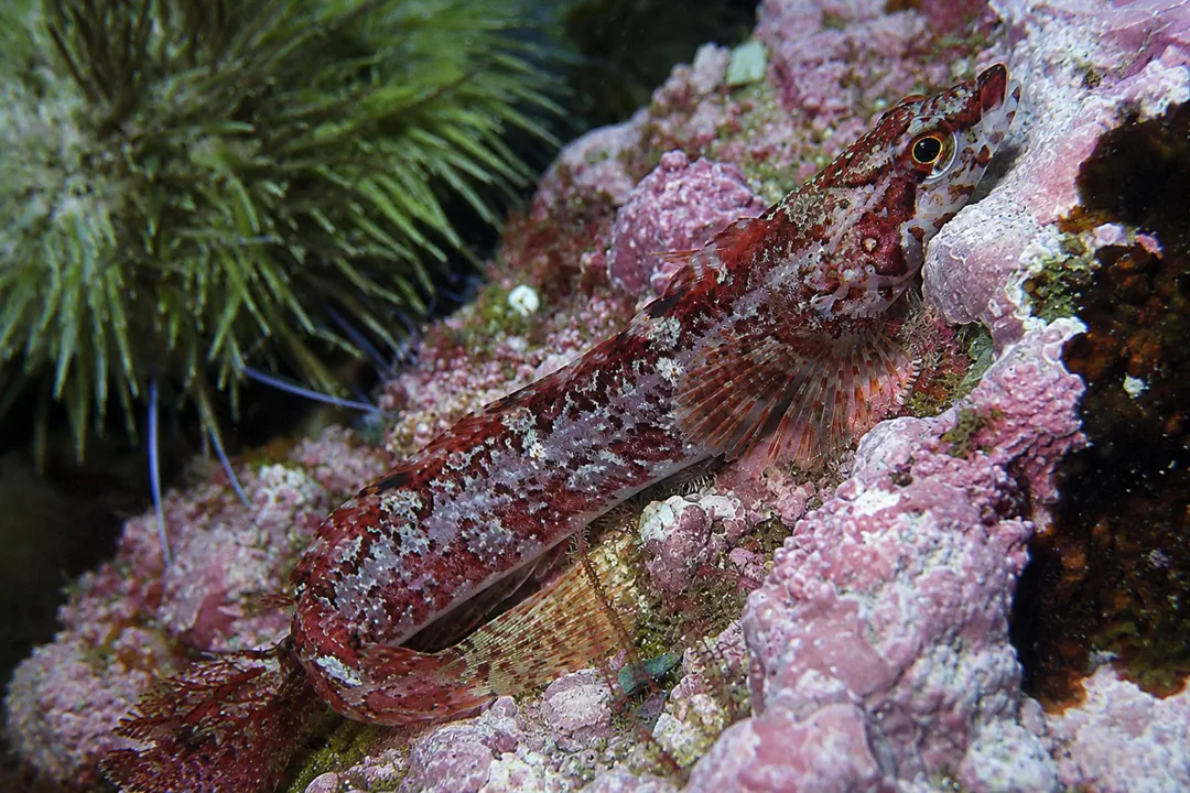 Arctic Shanny (Stichaeus punctatus)