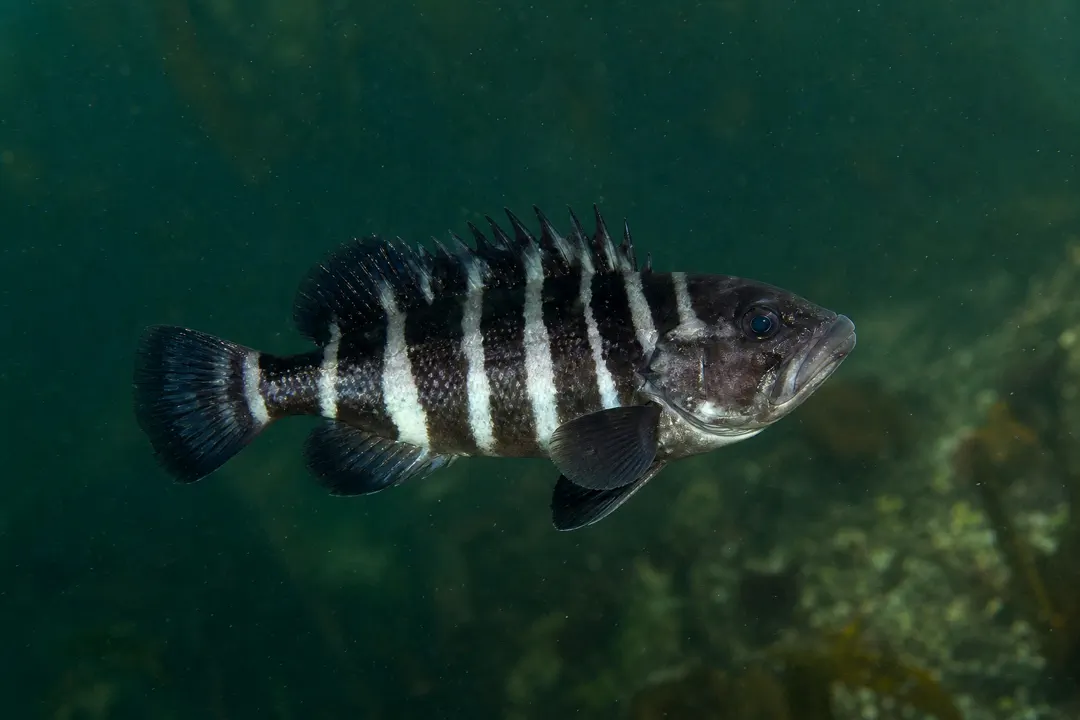 Banded Rock Cod (Hyporthodus ergastularius)