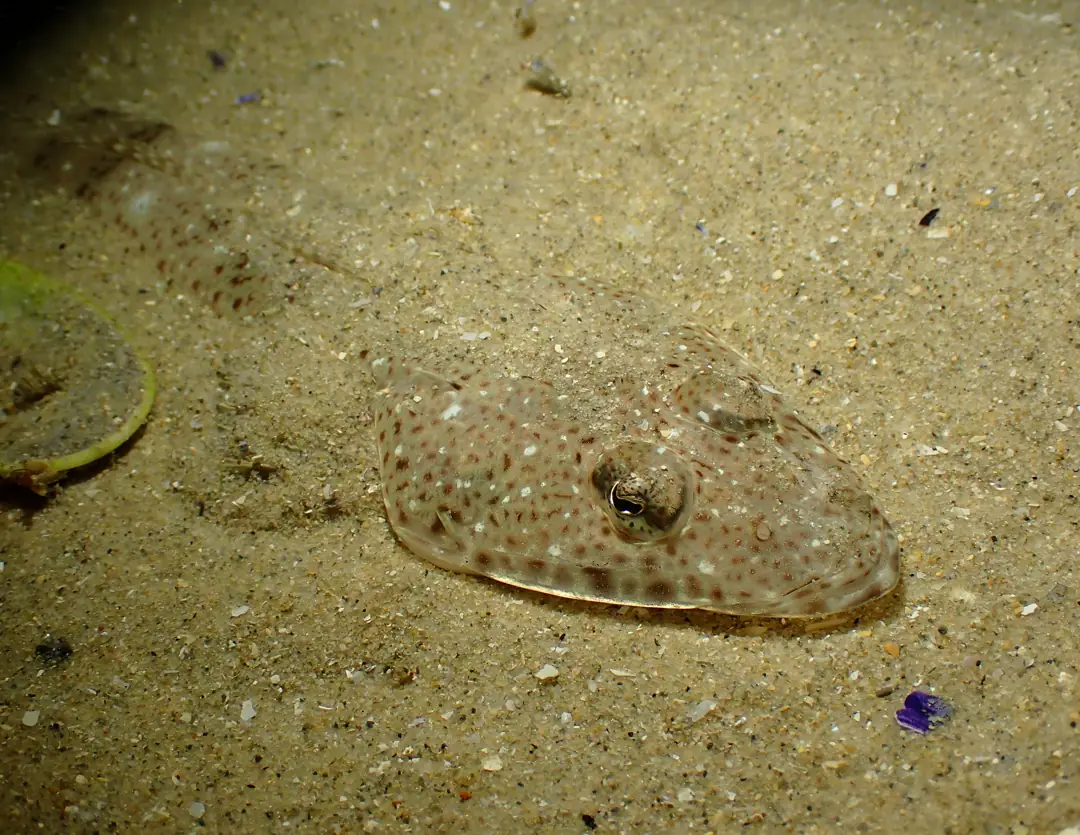 Seabook: Southern Sand Flathead