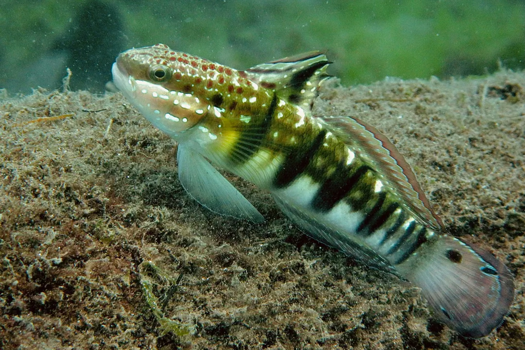 Whitebarred Goby (Amblygobius phalaena)