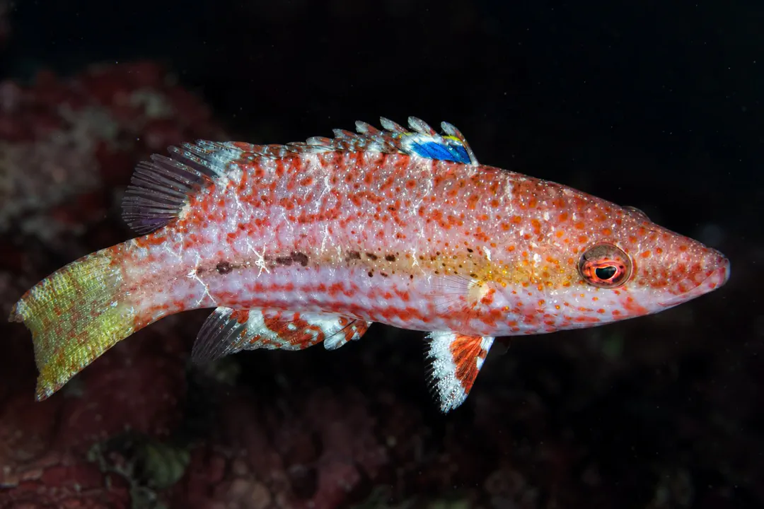 Speckled Maori Wrasse (Oxycheilinus arenatus)