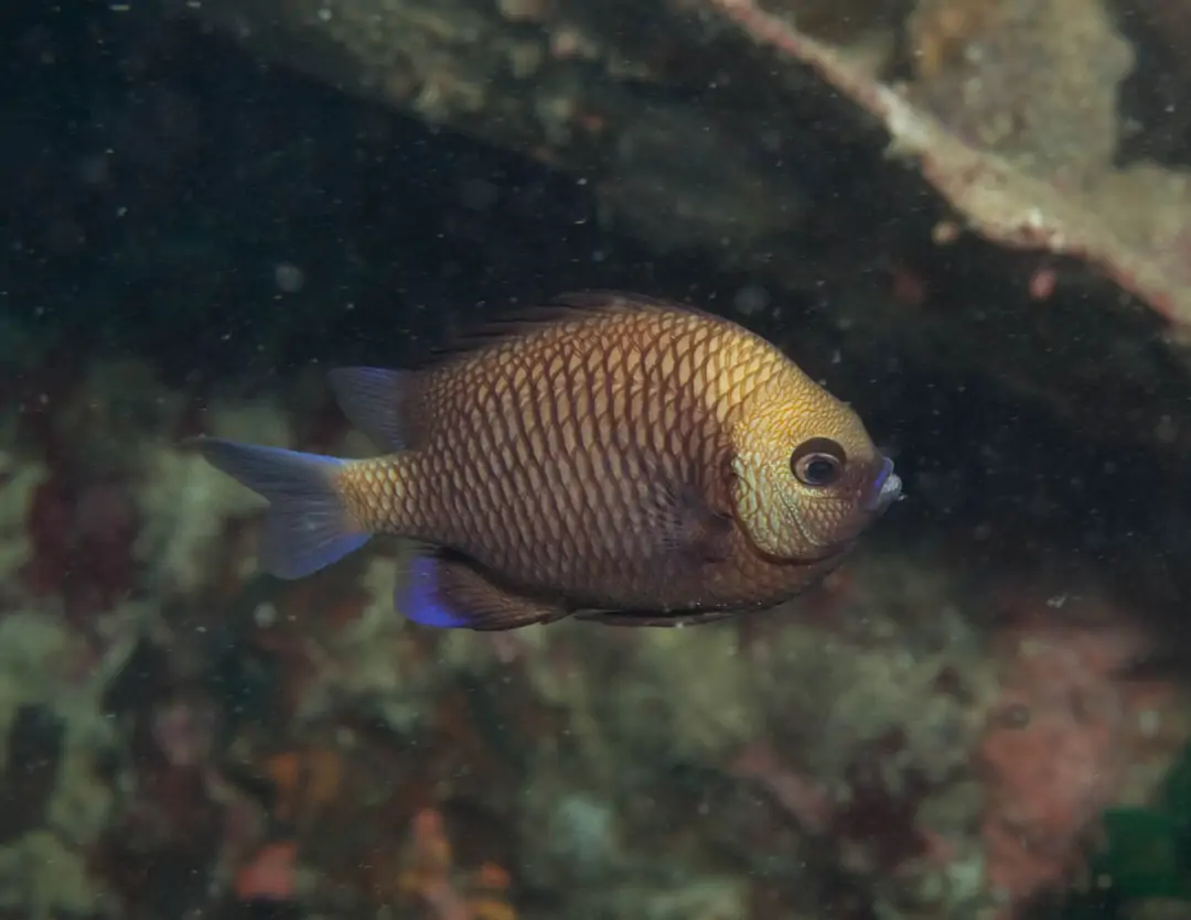 Seabook: Reticulated Damselfish