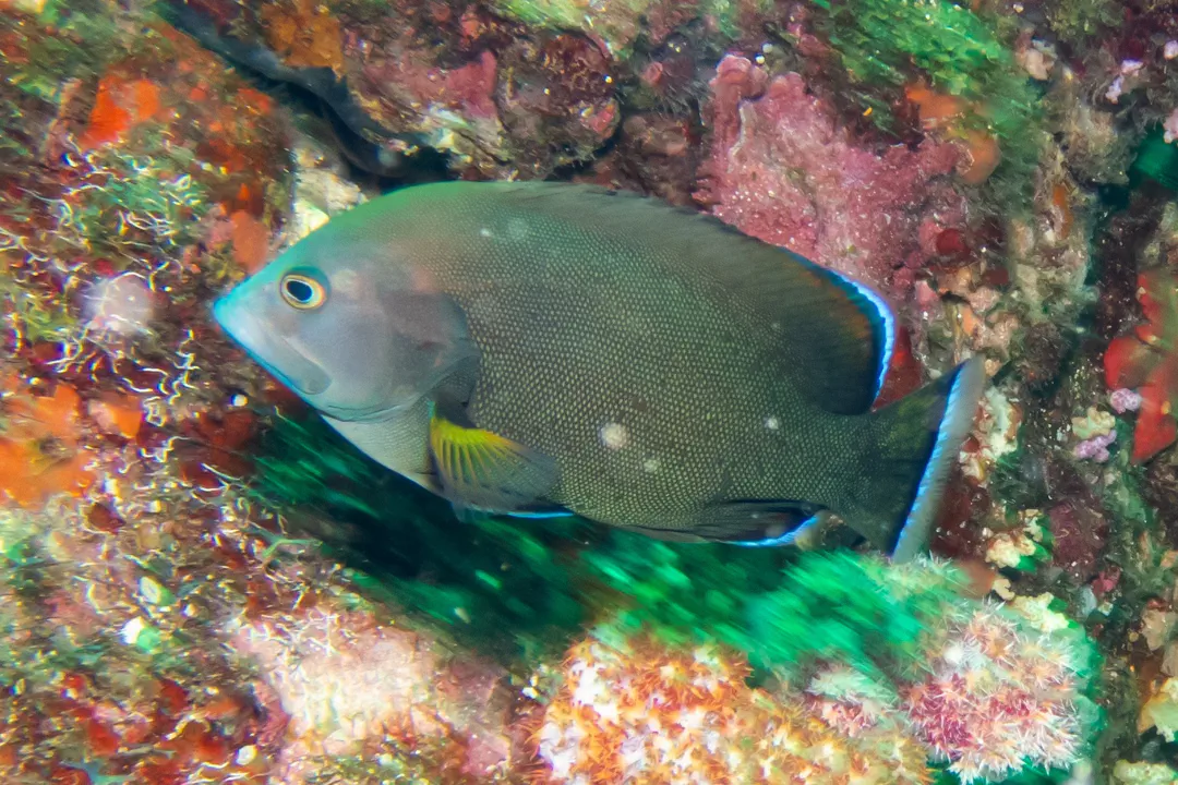 Redmouth Grouper (juvenile)