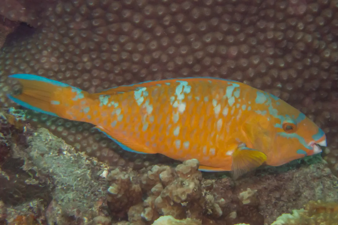 Bluebarred Parrotfish