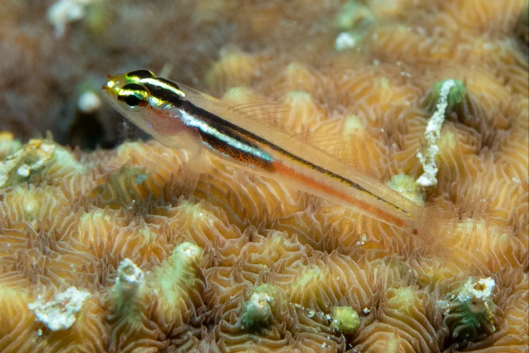 Miki's Pygmy-goby (Eviota mikiae)
