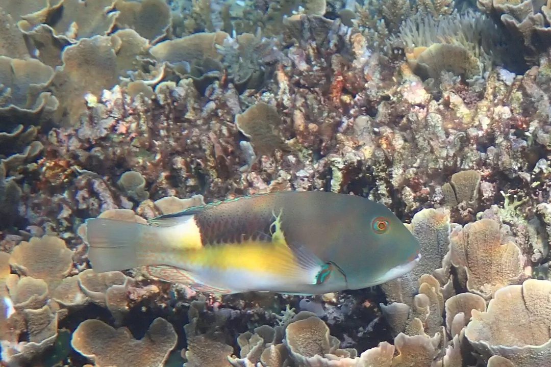Anchor Tuskfish