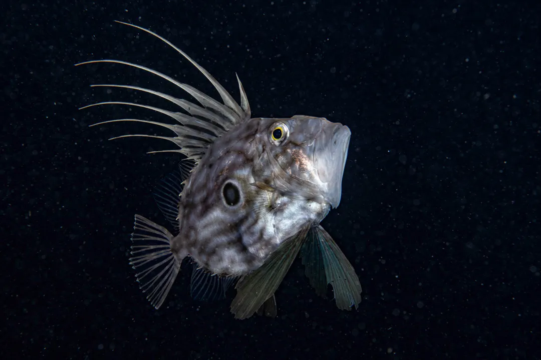 John Dory (Zeus faber)