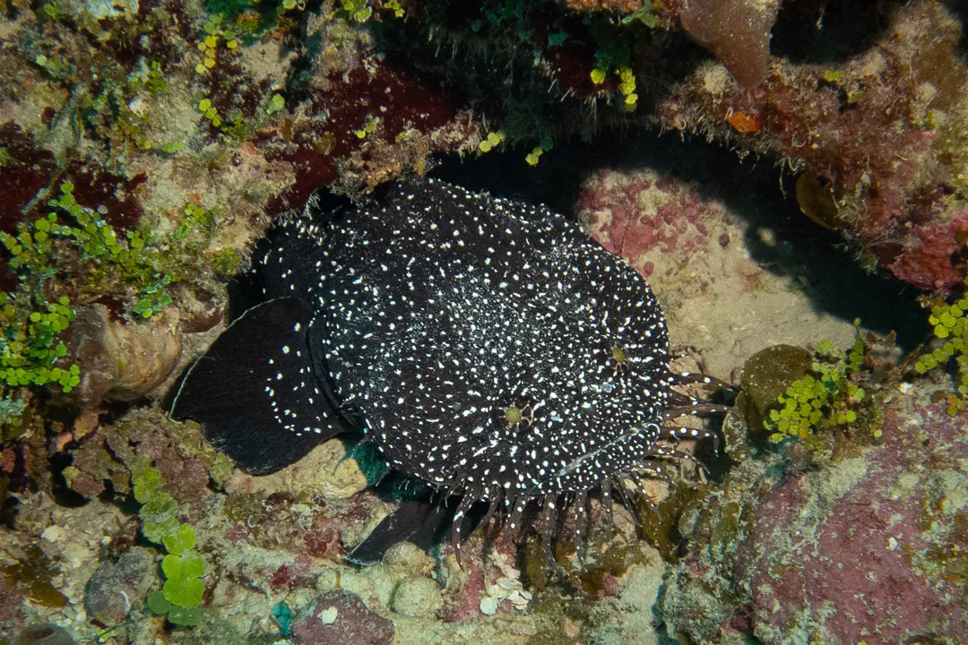 Whitespotted Toadfish (Sanopus astrifer)