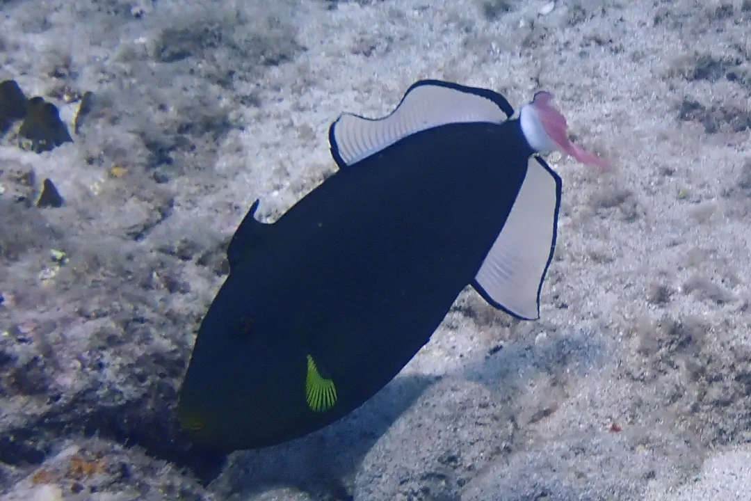 Pinktail Triggerfish (Melichthys vidua)