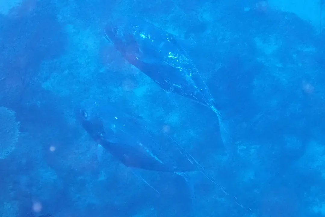 The Best Fish Identification Apps for Divers in 2026