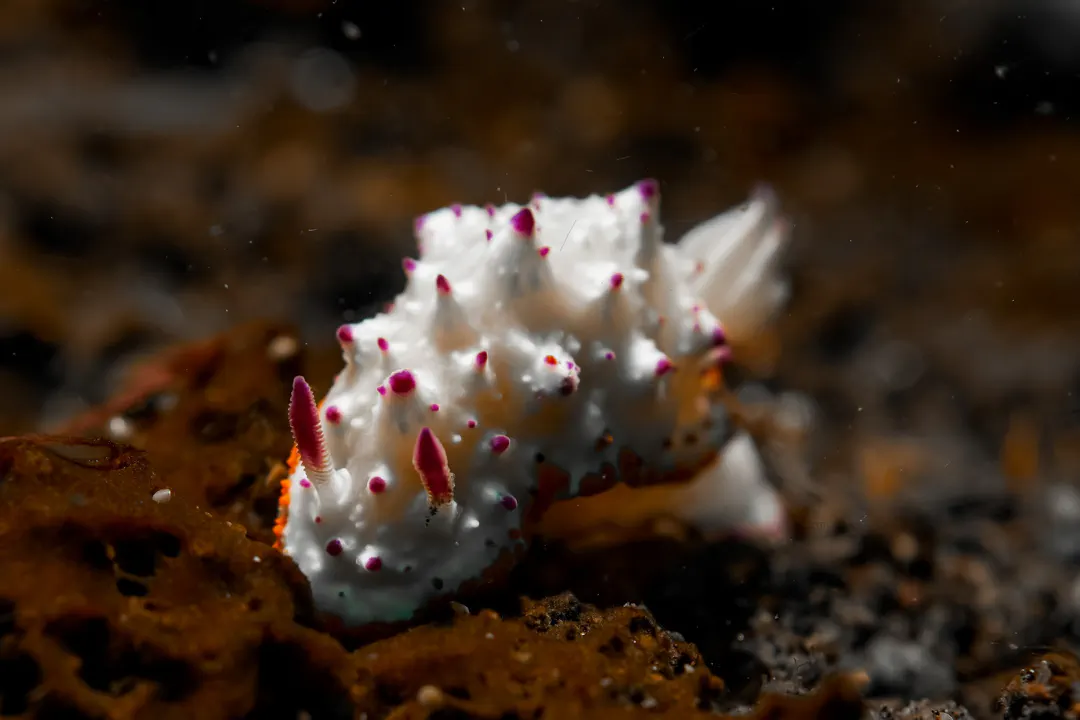 Mexichromis katalexis (Mexichromis katalexis)