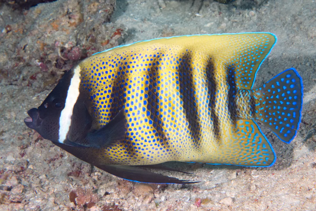 Sixband Angelfish (Pomacanthus sexstriatus)