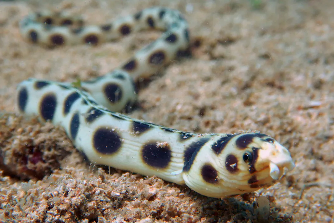 Spotted Snake Eel (Myrichthys maculosus)