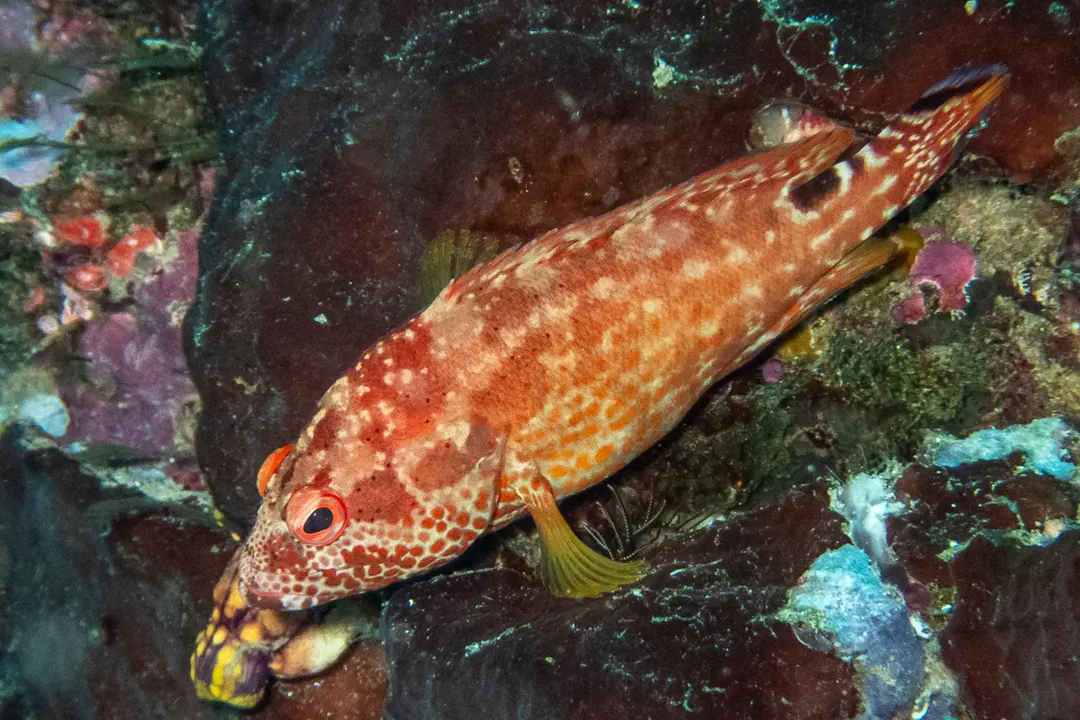Leopard grouper (Cephalopholis leopardus)