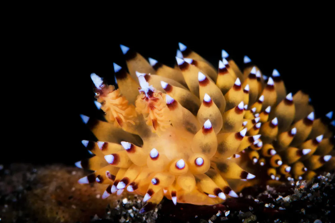 Janolus sp