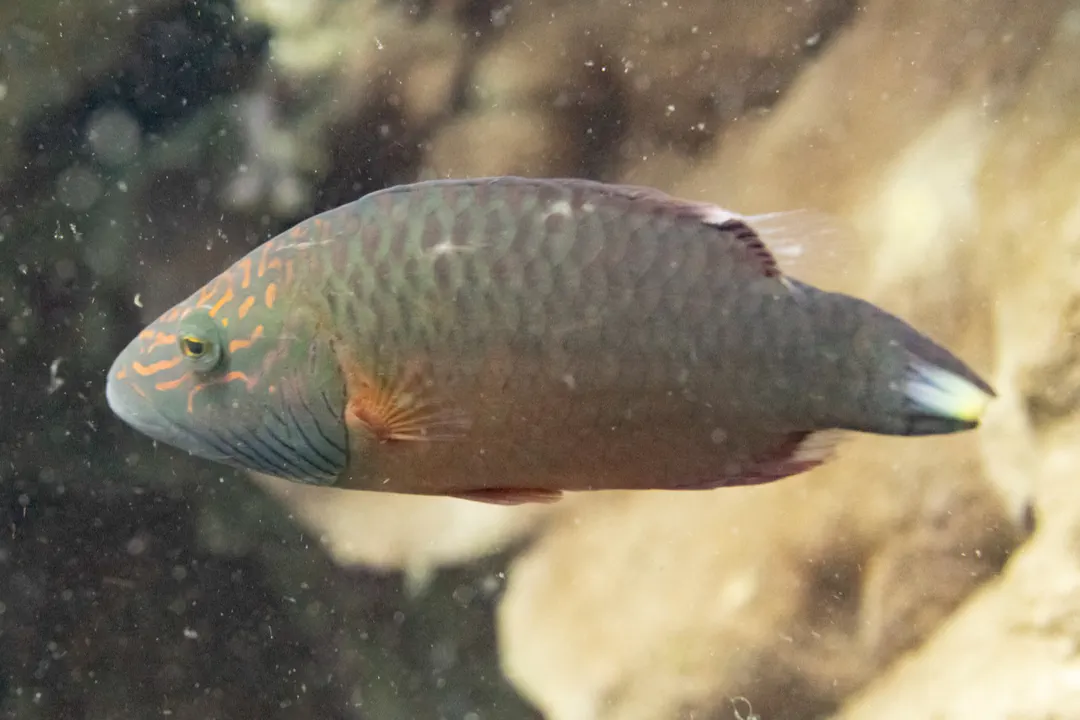 Linedcheek Wrasse (female) (Oxycheilinus digramma)