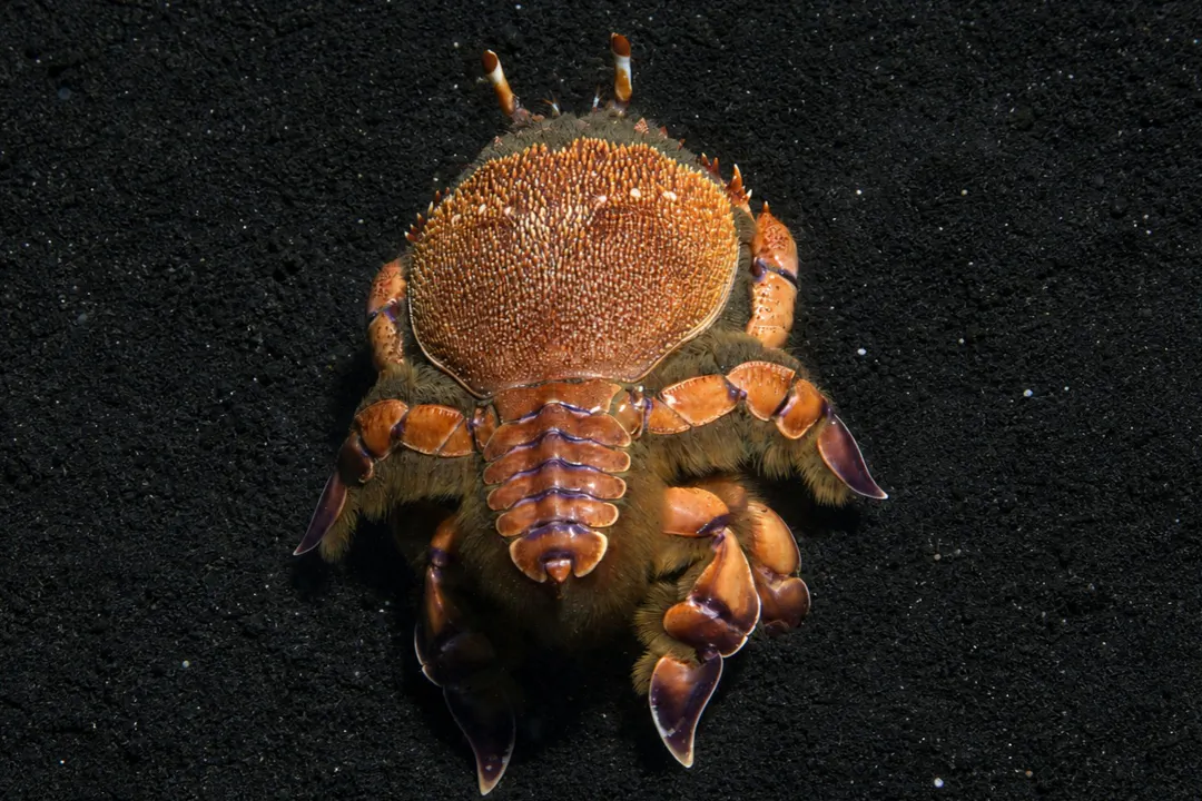 Spanner Crab
