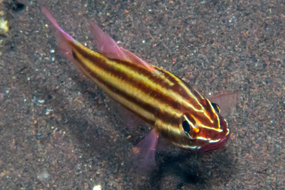 Blackstriped Cardinalfish