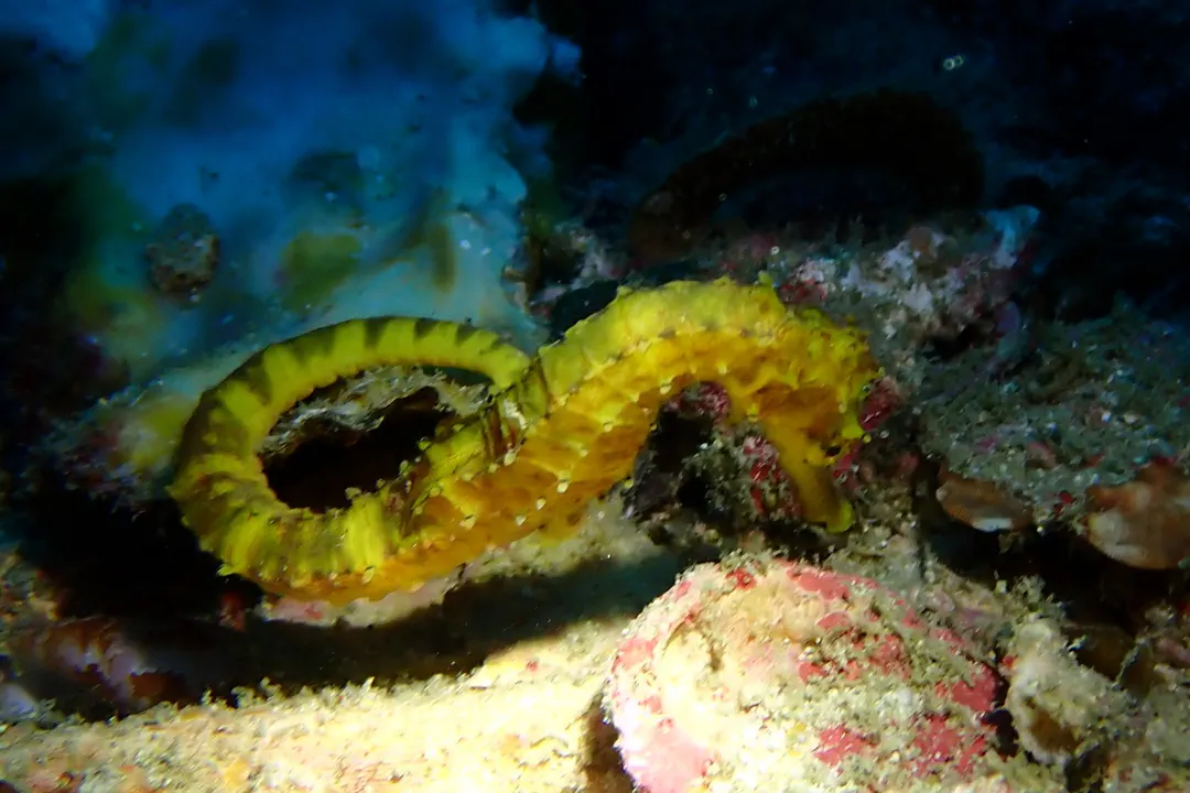 Tiger Tail Seahorse (Hippocampus comes)