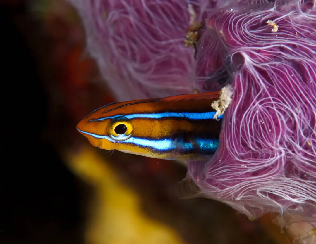 Seabook: Bluestriped Fangblenny