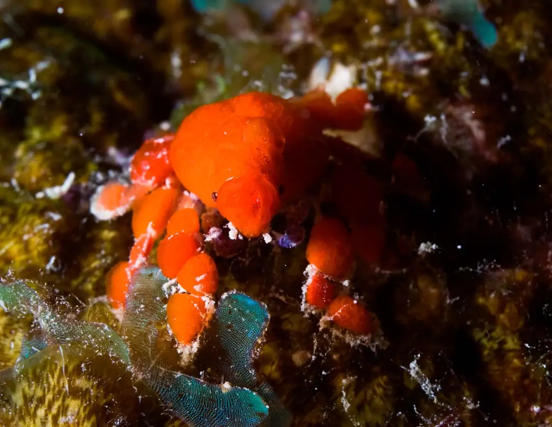 Seabook: Cryptic Teardrop Crab