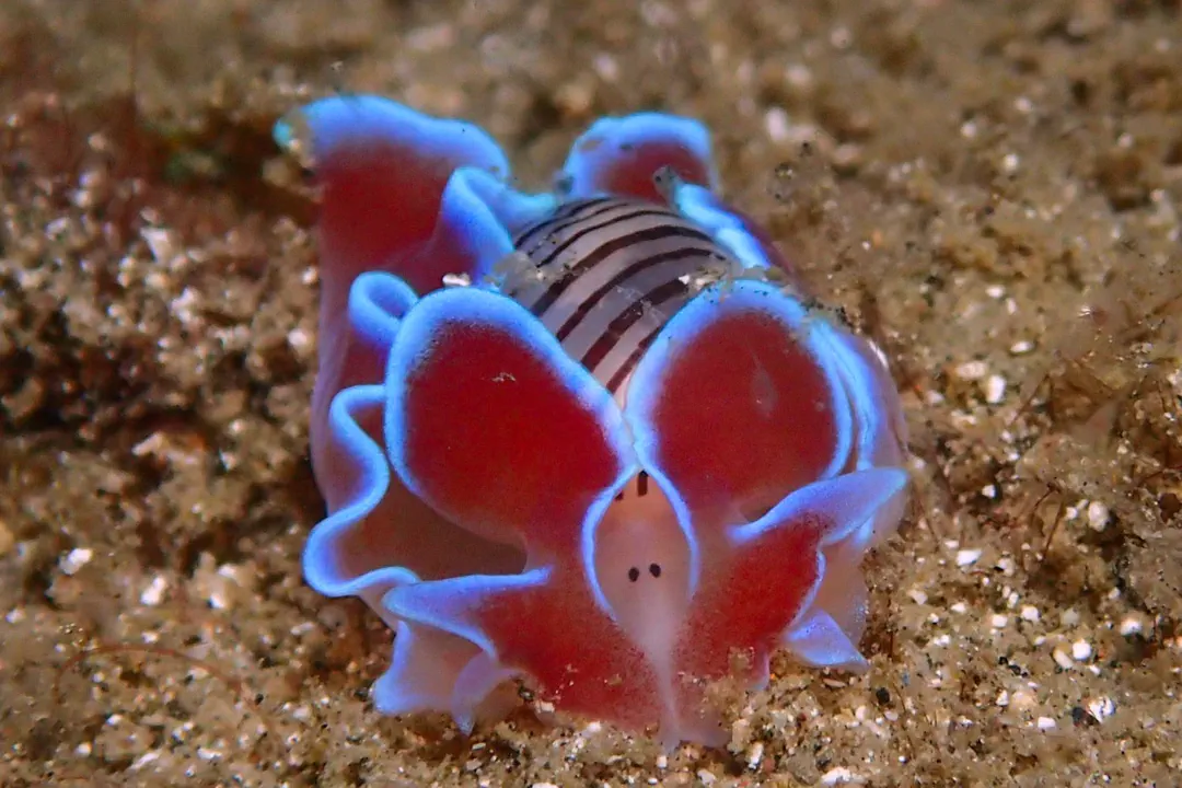 Brown-lined Paperbubble
