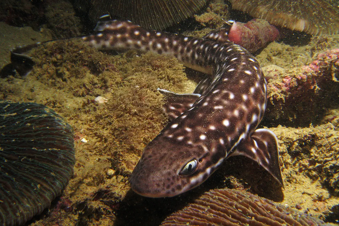Coral Catshark (Atelomycterus marmoratus)